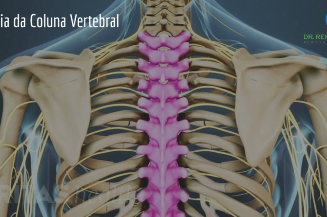 Anatomia da Coluna Vertebral Anatomia da Coluna Vertebral